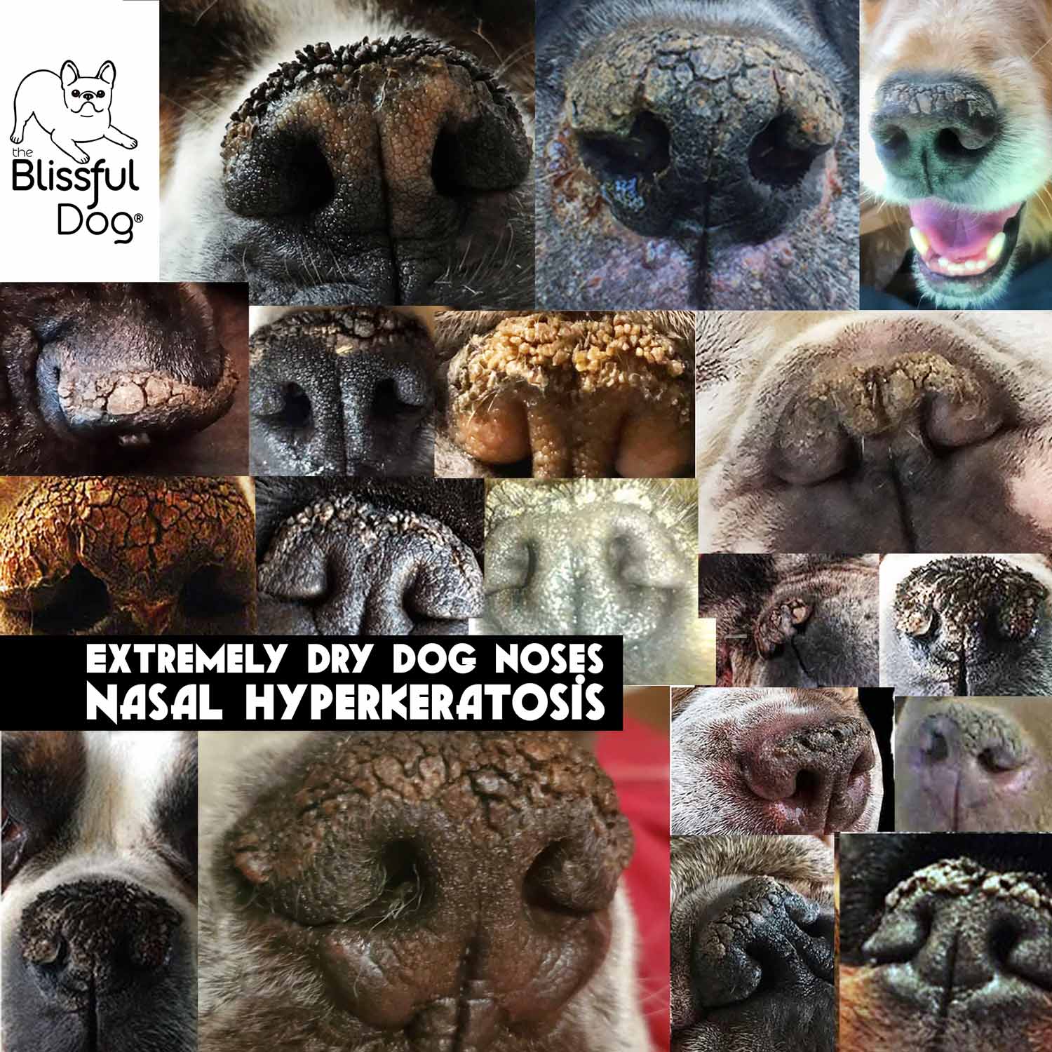 NASAL HYPERKERATOSIS DRY DOG NOSES